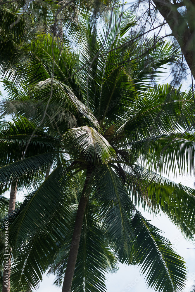 Fototapeta premium palm trees bottom view, tropical forest, green palm trees