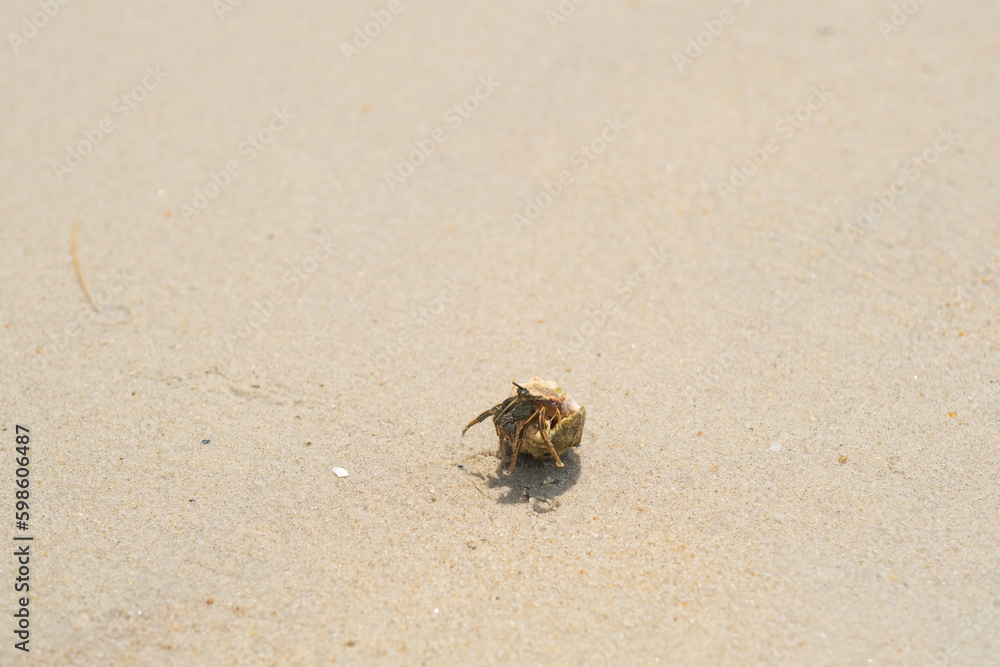 little crab trying to get to the sea, crab claws, marine life little crab trying to get to the sea, crab claws, marine life