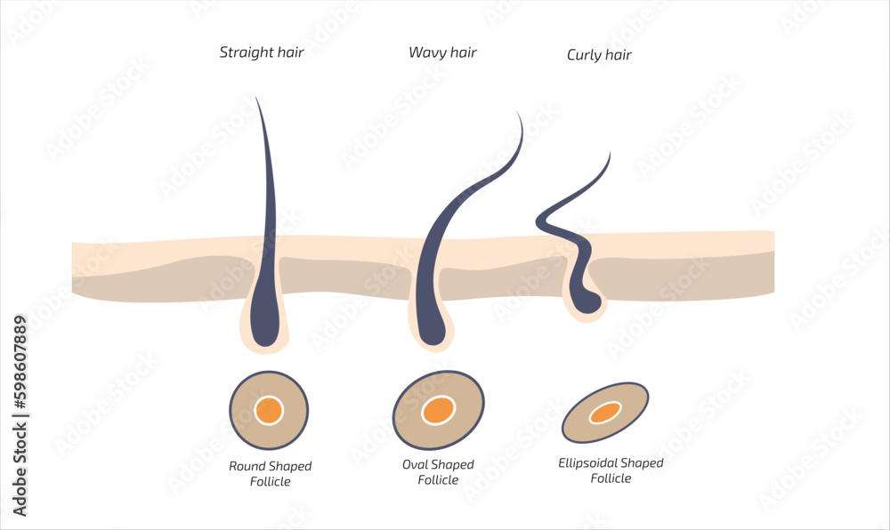 Vettoriale Stock Hair Growth Cycle, anagen, catagen, telogen, early