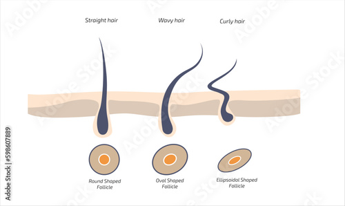 Hair Growth Cycle, anagen, catagen, telogen, early anagen, hair matrix, dermis, epidermis, sebaceous gland, hair follicle, hair shaft, arrector pili muscle, dermal papilla vector illustration. photo