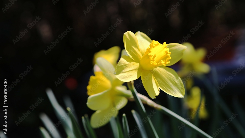 Obraz premium yellow daffodils in spring