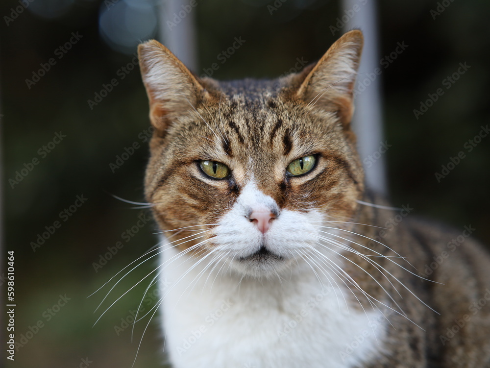 Animal domestique Chat avec beau yeux Animal domestique Chat avec beau yeux