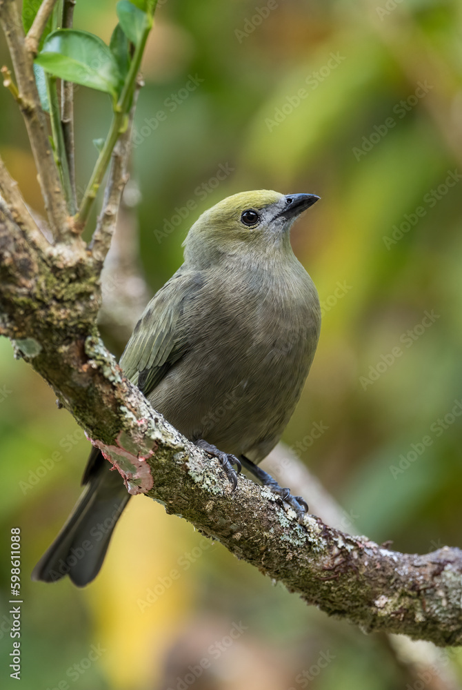 Palm Tanager - Thraupis palmarum, beautiful gray perching bird from Latin America woodlands, forests and gardens, El Valle de Anton, Panama.