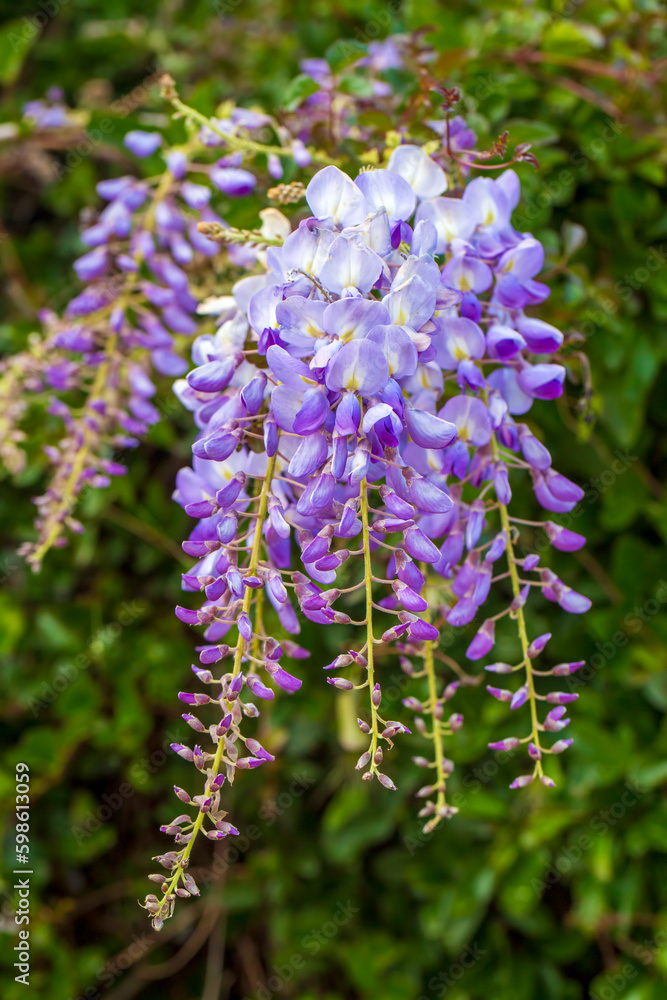 Obraz premium Selective focus of purple flowers Wisteria sinensis or Blue rain, Chinese wisteria is species of flowering plant in the pea family, Its twisting stems and masses of scented flowers in hanging racemes.