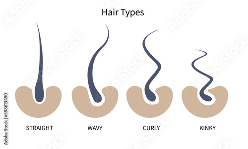 Hair Growth Cycle, anagen, catagen, telogen, early anagen, hair matrix, dermis, epidermis, sebaceous gland, hair follicle, hair shaft, arrector pili muscle, dermal papilla vector illustration.