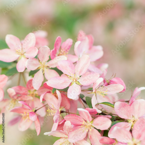 Close up of Spring Sakura Cherry Blossom