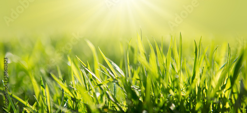 Bright green juicy grass on a blurry background. Soft focus.