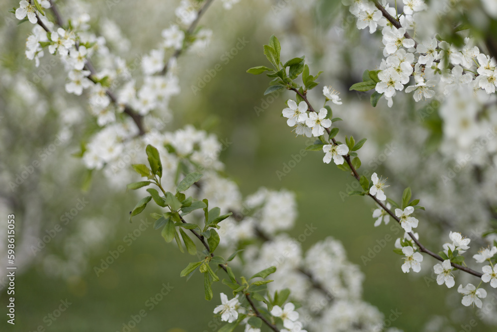blossom in spring blossom in spring