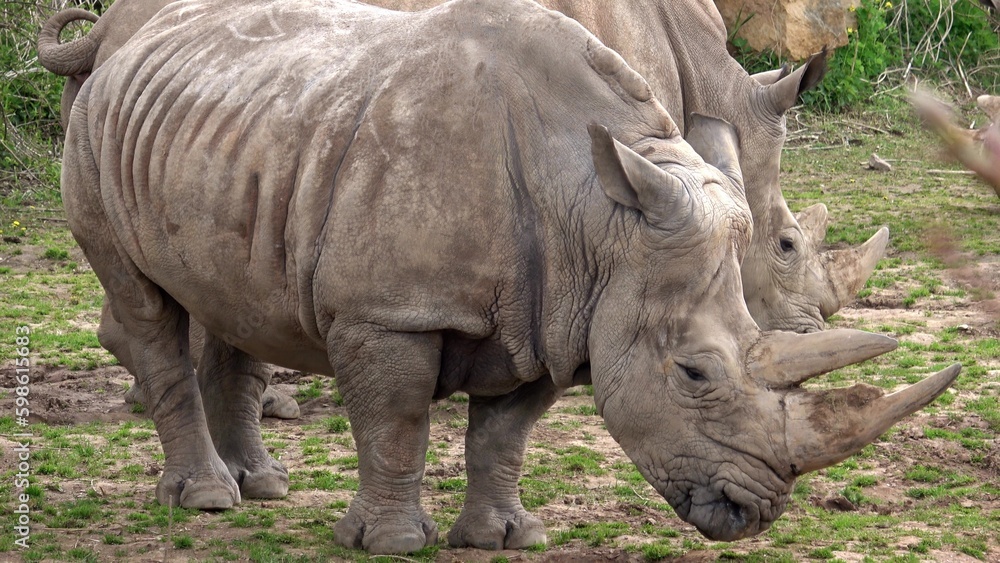 Obraz premium Southern white rhinoceros (Ceratotherium simum simum).