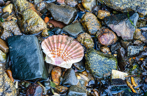 seashells on the beach