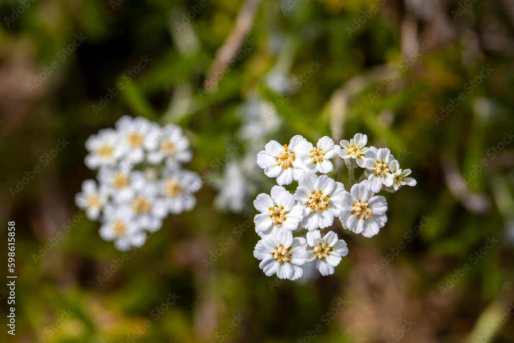 Wild plant; scientific name; Achillea nobilis or Achillea erba - rotta Wild plant; scientific name; Achillea nobilis or Achillea erba - rotta