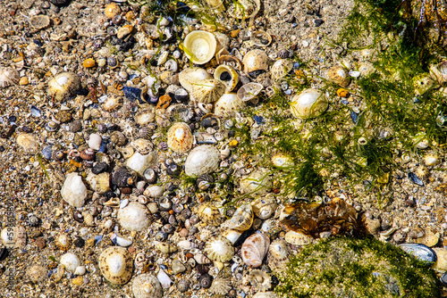 Welt der Muscheln