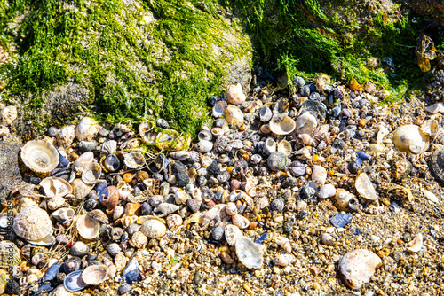 Welt der Muscheln