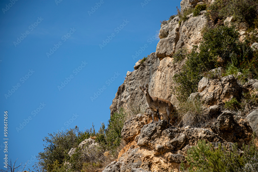 a little mountain goat climbing up the mountain