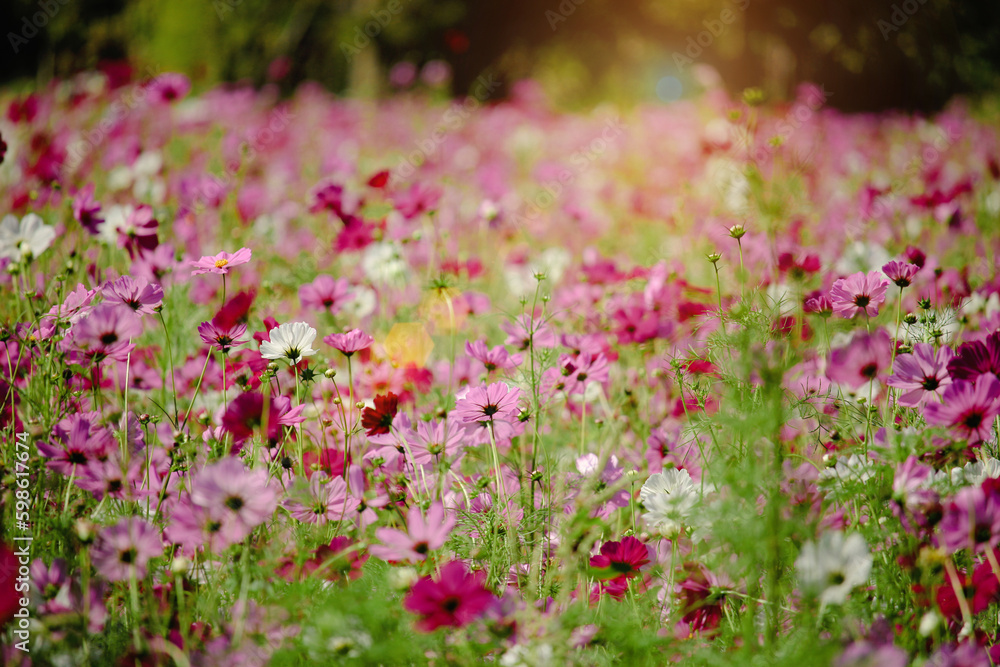 Pink cosmos flower blooming in the field, beautiful vivid natural summer garden outdoor park image, purple cosmos flower blooming in green background with warm sun light.