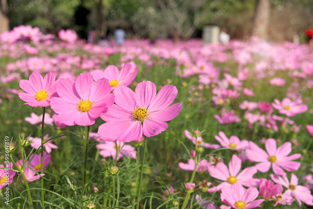 Sweet pink cosmos flower blooming in the field, beautiful vivid natural summer garden outdoor park image, purple cosmos flower blooming in green background with warm sun light. Sweet pink cosmos flower blooming in the field, beautiful vivid natural summer garden outdoor park image, purple cosmos flower blooming in green background with warm sun light.
