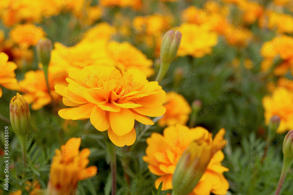 Beautiful gold marigold flower blooming on plant in garden, yellow flower blooming in the field, beautiful vivid natural summer garden outdoor park image. Beautiful gold marigold flower blooming on plant in garden, yellow flower blooming in the field, beautiful vivid natural summer garden outdoor park image.