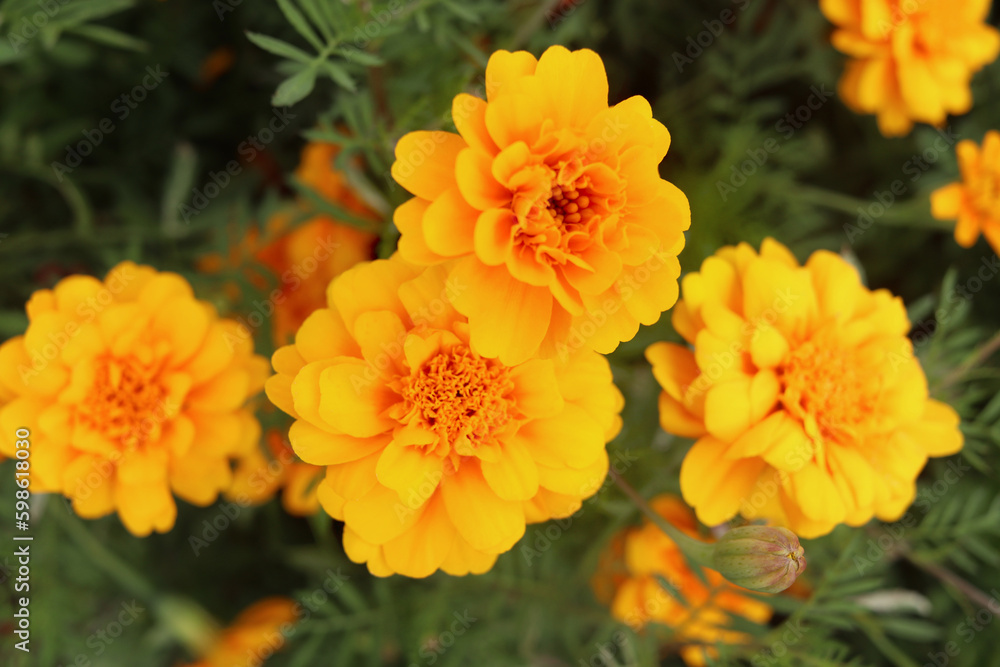 Beautiful gold marigold flower blooming on plant in garden, yellow flower blooming in the field, beautiful vivid natural summer garden outdoor park image. Beautiful gold marigold flower blooming on plant in garden, yellow flower blooming in the field, beautiful vivid natural summer garden outdoor park image.