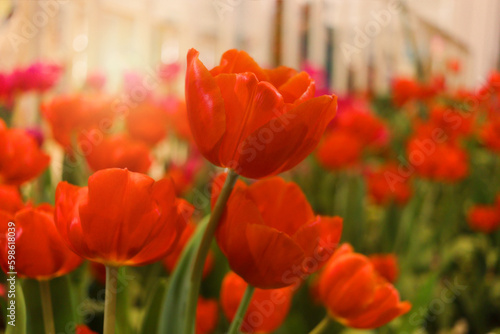 Red tulip flower blooming in the spring natural garden  soft selective focus  tulip flower garden blooming in spring season