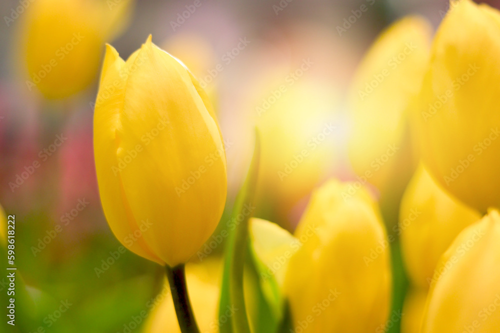 Yellow tulip flower blooming in the spring natural garden, soft selective focus, tulip flower garden blooming in spring season Yellow tulip flower blooming in the spring natural garden, soft selective focus, tulip flower garden blooming in spring season