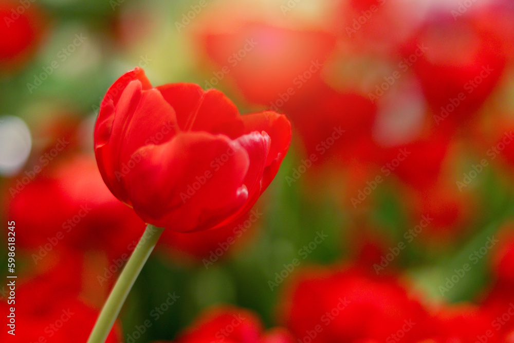 Red tulip flower blooming in the spring natural garden with soft sunlight, soft selective focus, tulip flower garden blooming in spring season