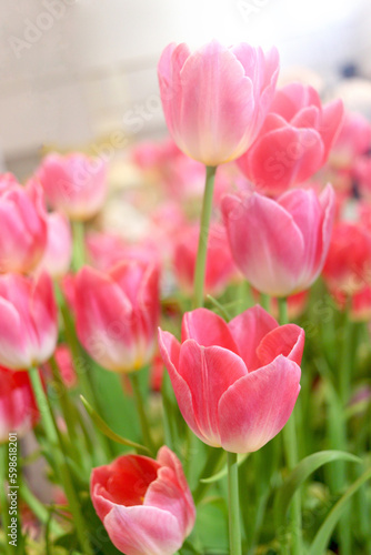 Sweet pink tulip flower blooming in the spring natural garden  soft selective focus  tulip flower garden blooming in spring season