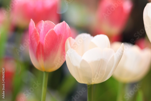 White and sweet pink tulip flower blooming in the spring natural garden  soft selective focus  tulip flower garden blooming in spring season