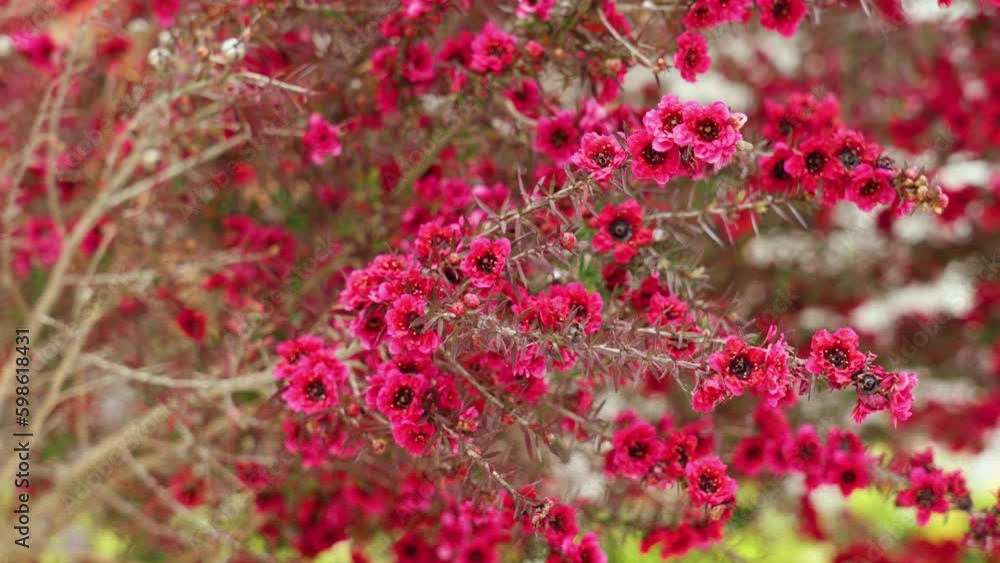 Beautiful red manuka tree flowers in bloom. Leptospermum scoparium Beautiful red manuka tree flowers in bloom. Leptospermum scoparium