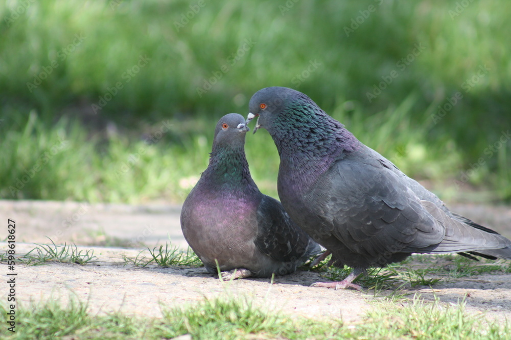 pigeon in the grass pigeon in the grass