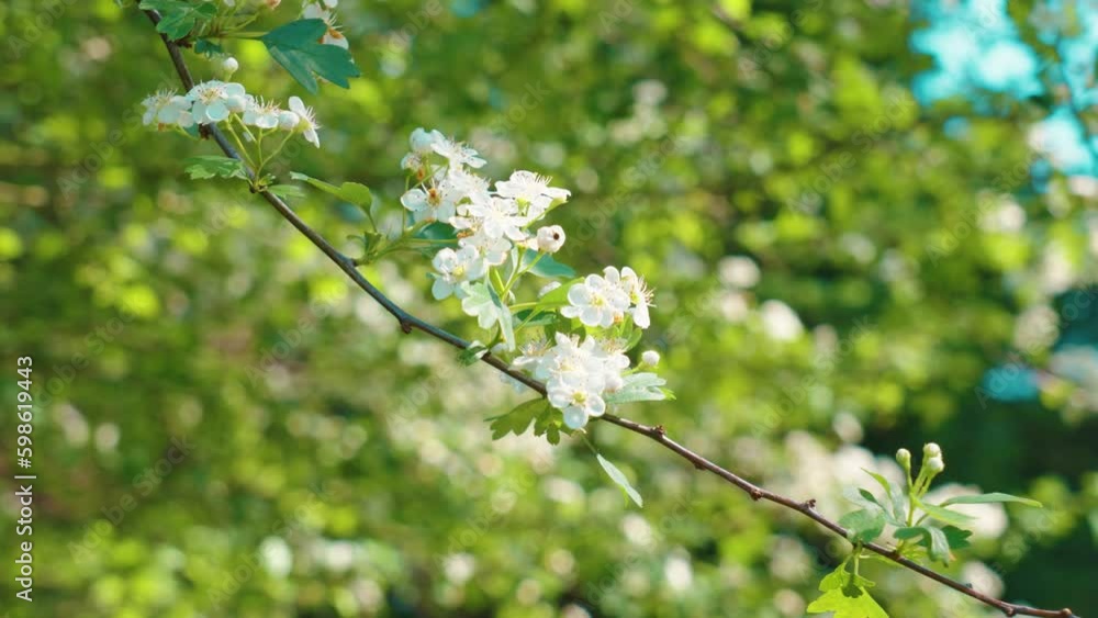Pear tree in bloom with white lovely blooming fresh flowers in the garden