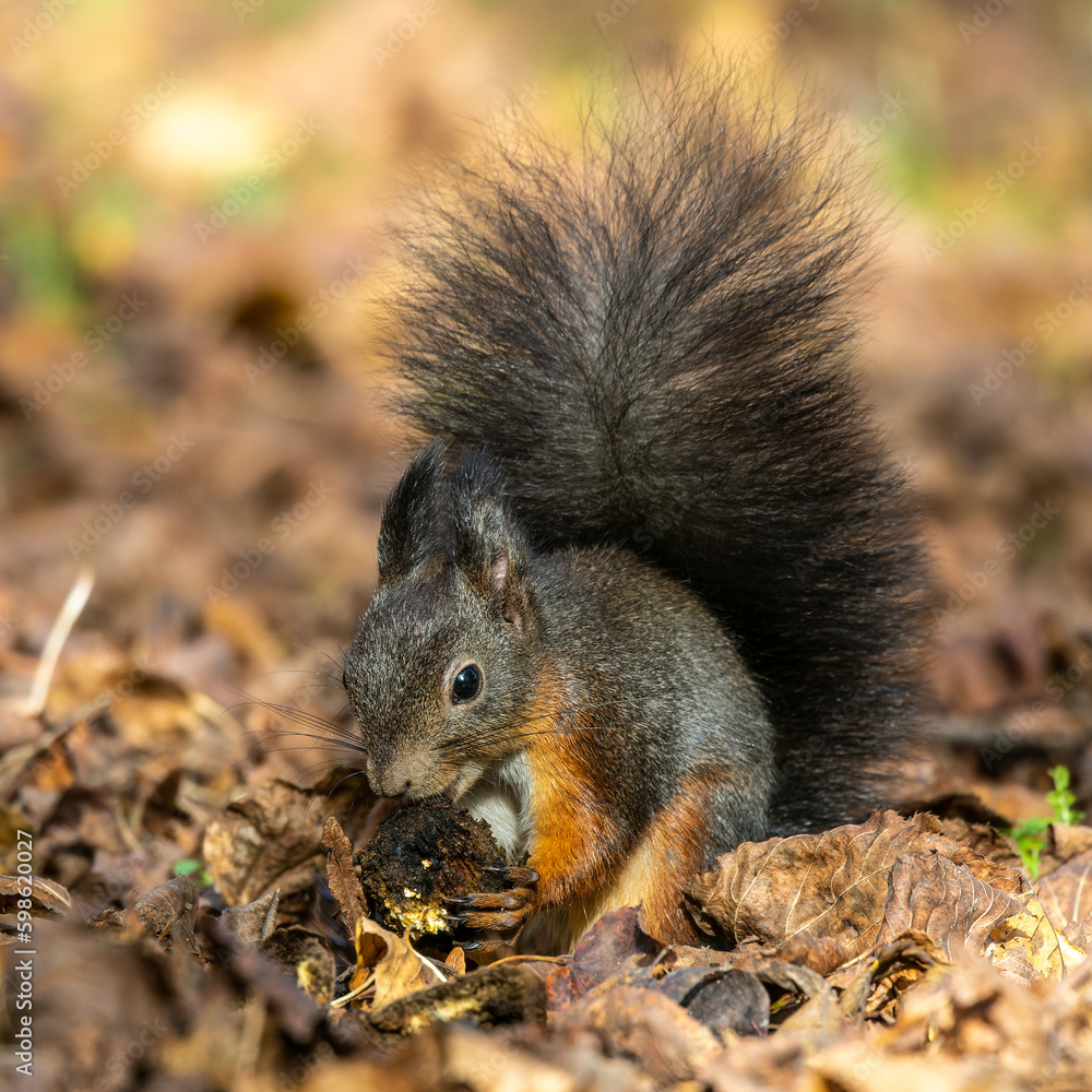Grey squirrel, Sciurus at Old North Cemetery of Munich, Germany Grey squirrel, Sciurus at Old North Cemetery of Munich, Germany