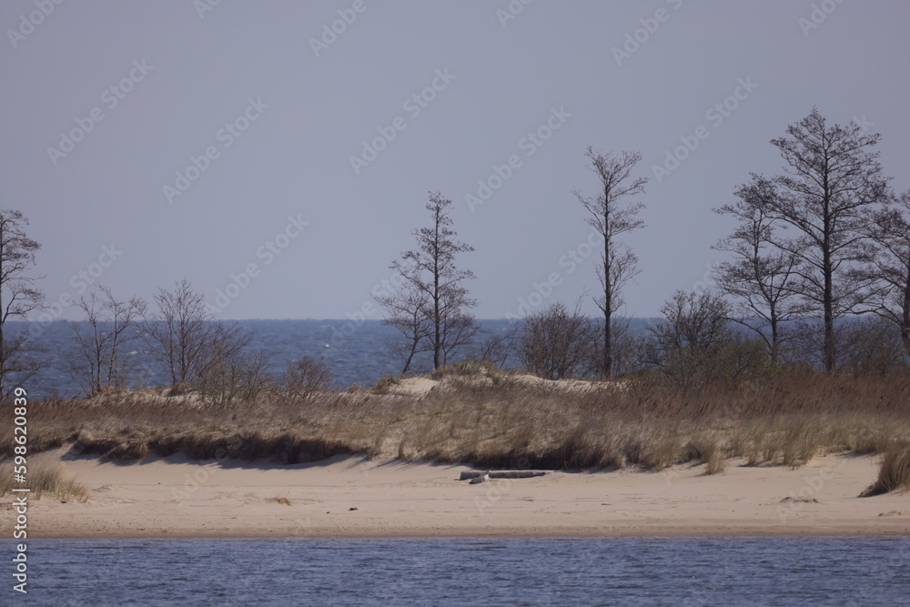 Wild beach with trees with sea and horizon