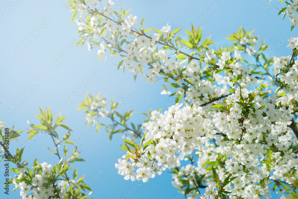 Cherry branches blossom. Spring background of macro cherry blossom tree branch. Happy Passover background. World environment day concept. Easter, Birthday, womens or mothers holiday. Selective focus. Cherry branches blossom. Spring background of macro cherry blossom tree branch. Happy Passover background. World environment day concept. Easter, Birthday, womens or mothers holiday. Selective focus.