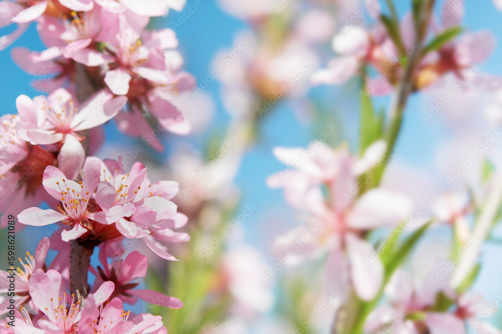 Blooming pink sakura blossom. Spring background of macro almond blossom tree branch. Happy Passover background. World environment day concept. Easter, Birthday, womens  holiday banner. Selective focus