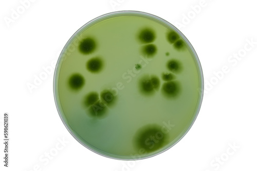 Colonies of different bacteria and mold fungi grown on Petri dish with nutrient agar, Test various germs, virus, Coronavirus, Corona, COVID-19, Microbial population count. Food science.