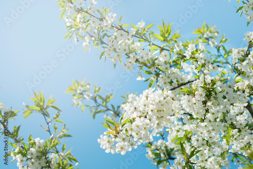 Cherry branches blossom. Spring background of macro cherry blossom tree branch. Happy Passover background. World environment day concept. Easter, Birthday, womens or mothers holiday. Selective focus.