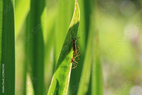 Mating insects and sweet flag (Acorus calamus)