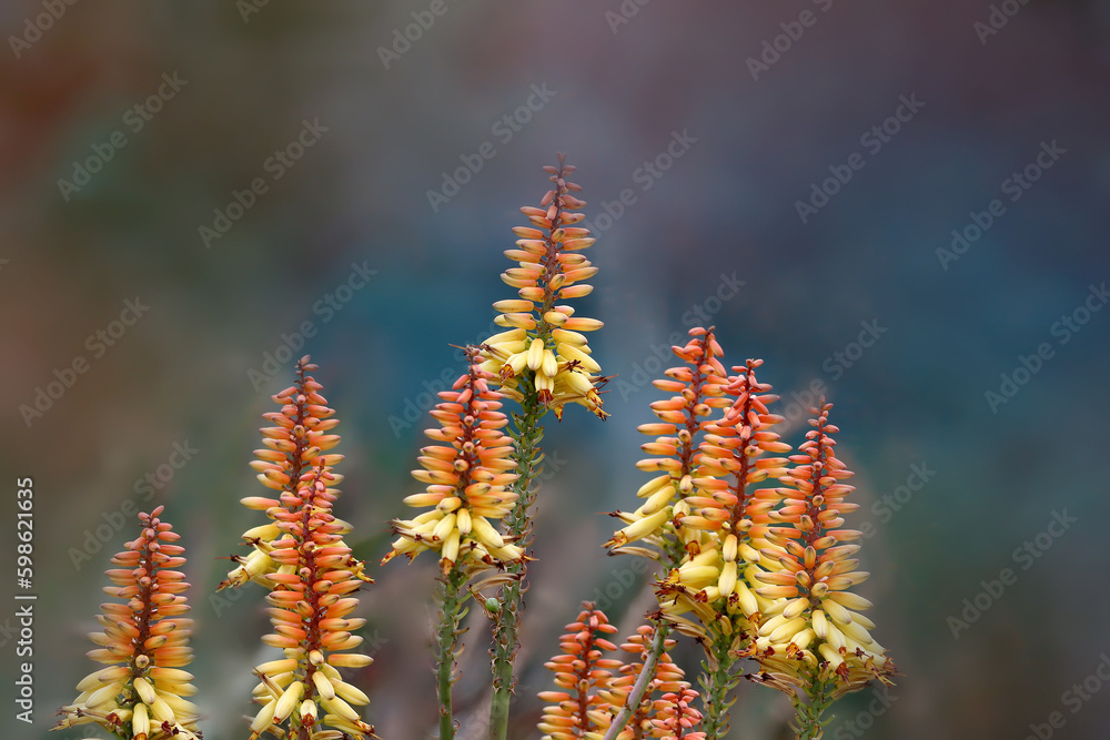 Aloes Aloes