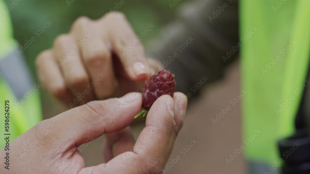 Close-up shot of male and female hands, man holding small young pine cone, and woman touching it, pointing and explaining its structure Close-up shot of male and female hands, man holding small young pine cone, and woman touching it, pointing and explaining its structure