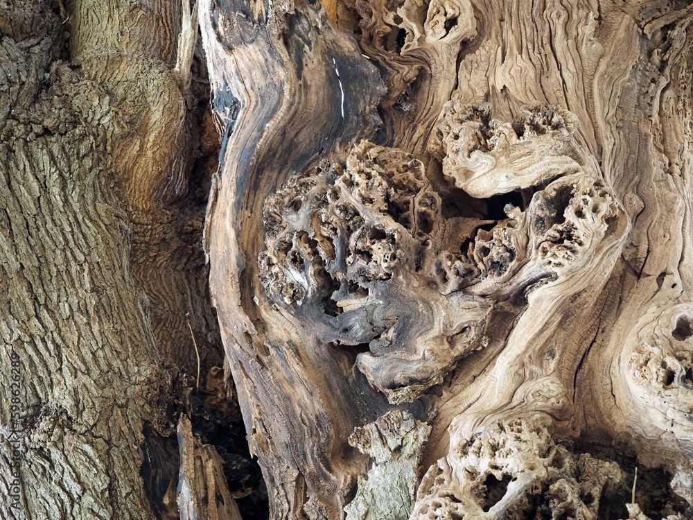 tree tree