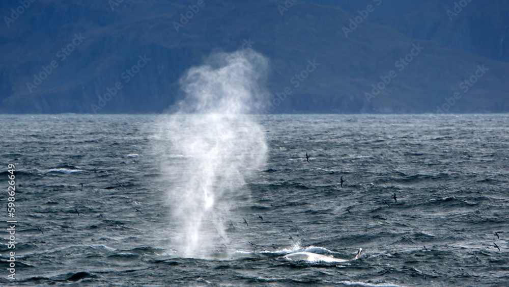 Fin whale (Balaenoptera physalus) blowing at the surface, off Ocean Harbor, South Georgia Island Fin whale (Balaenoptera physalus) blowing at the surface, off Ocean Harbor, South Georgia Island