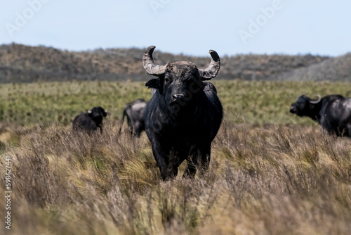 Water buffalo, Bubalus bubalis, species introduced in Argentina, La Pampa province, Patagonia. © foto4440