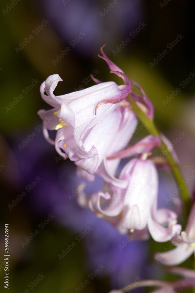 Close Up Of Pretty Bluebell Florwers for Spring Blossoming