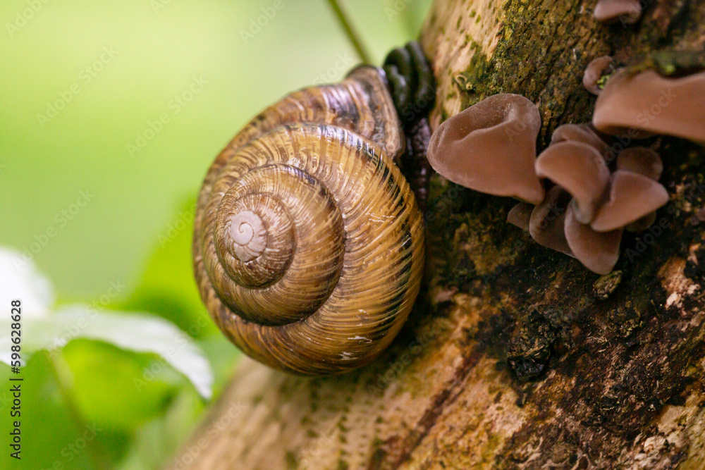 Grape snail Helix pomatia , a gastropod crawls up a tree trunk Grape snail Helix pomatia , a gastropod crawls up a tree trunk