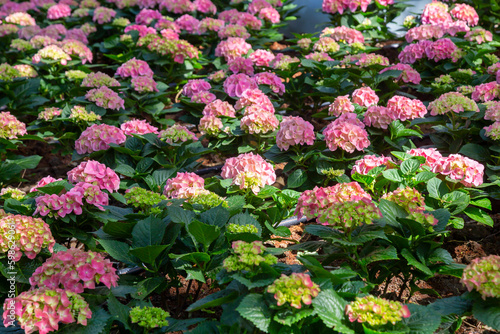 The Hydrangea is pink color. Flowers are blooming in the garden.