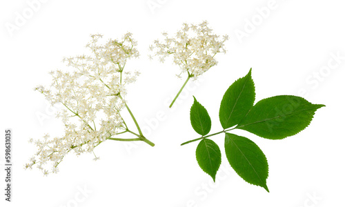 Quadro su tela Elder flowers isolated on a white background.