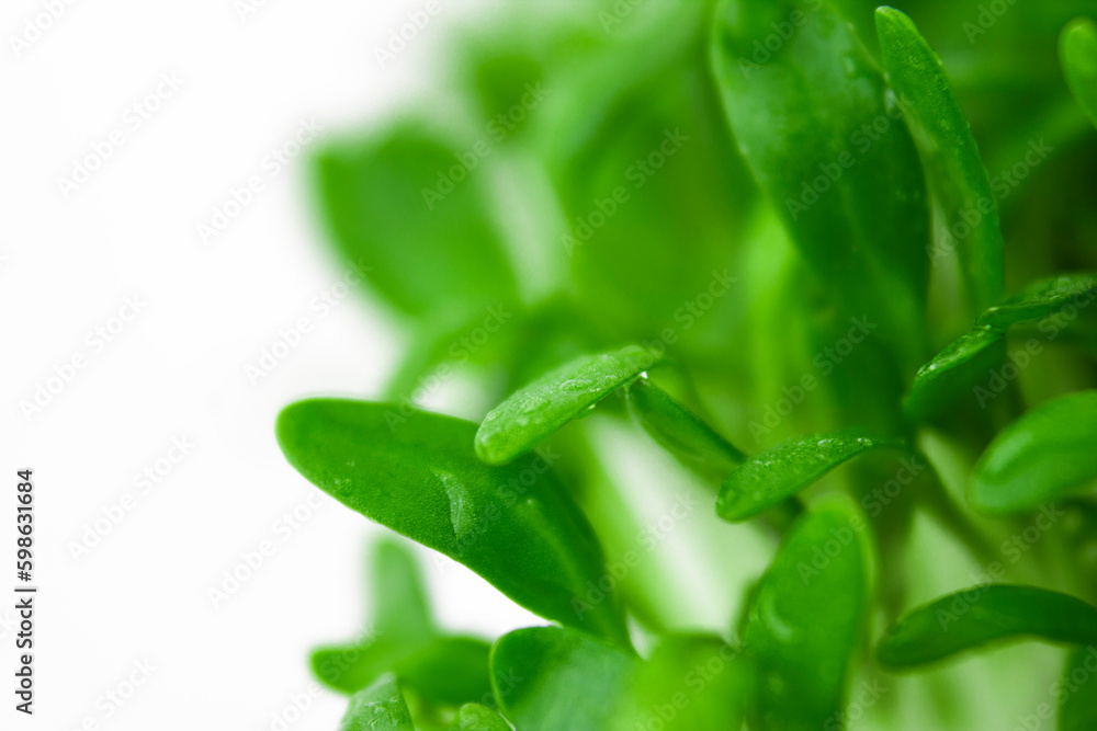 Obraz premium Microgreens close up. Germinated sprouts. Selective focus.