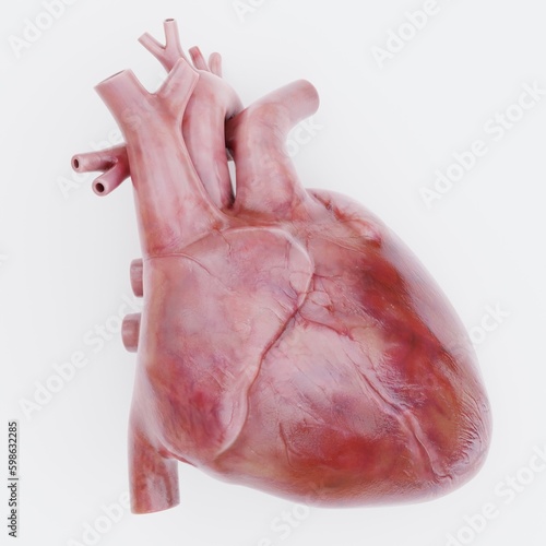 Realistic 3D Render of Human Heart photo