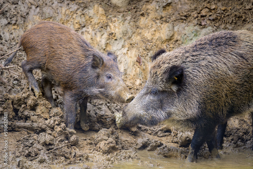 Young boars in the forest looking for food