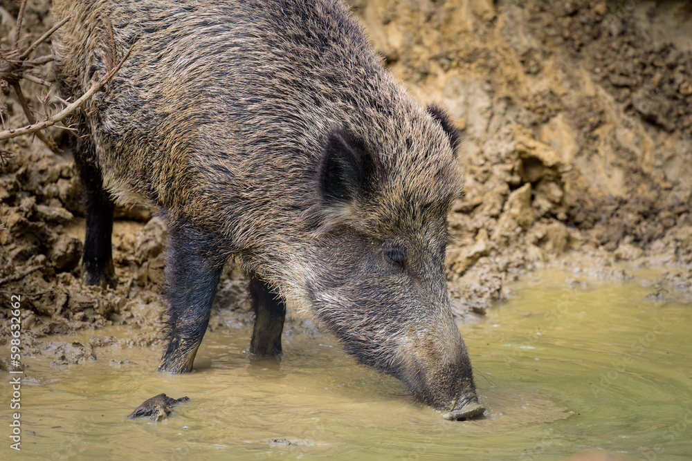 A young boar in the forest looking for food